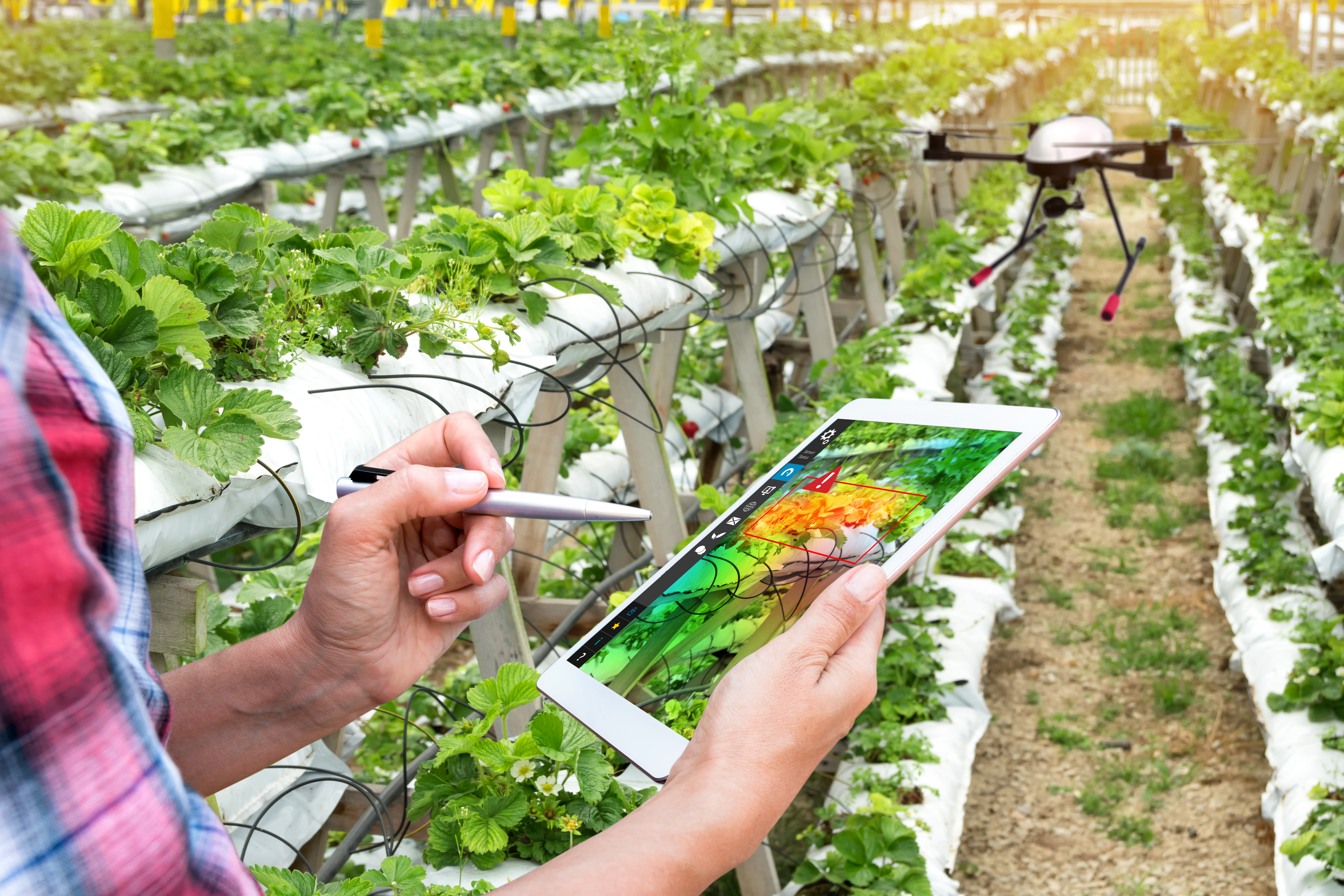 Smart agriculture , precision farming concept. Farmer using drone and NIR images application screen used to check health maps for alert disease vegetation in vertical strawberry farm with flare light.