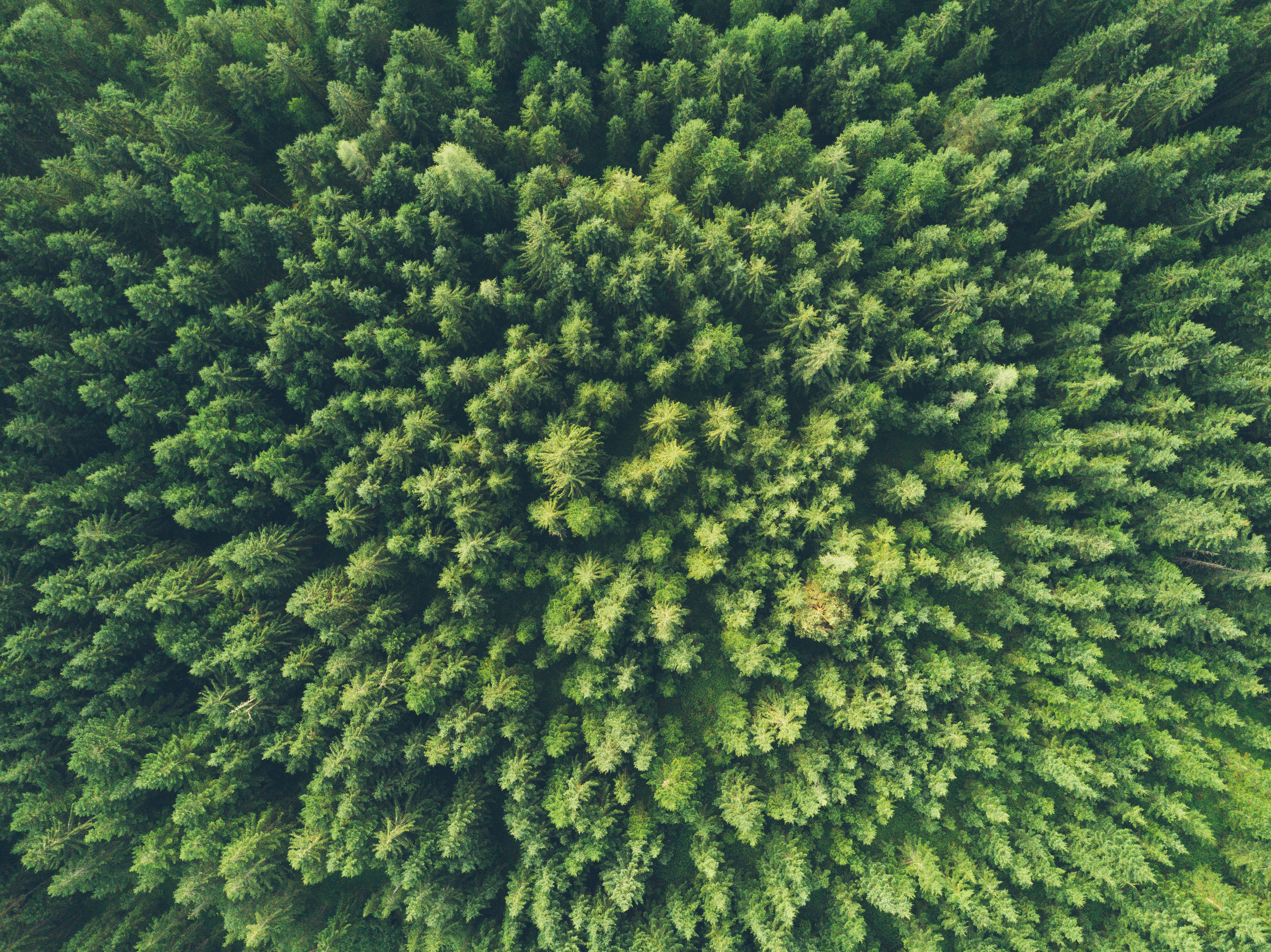 Overhead view of forest